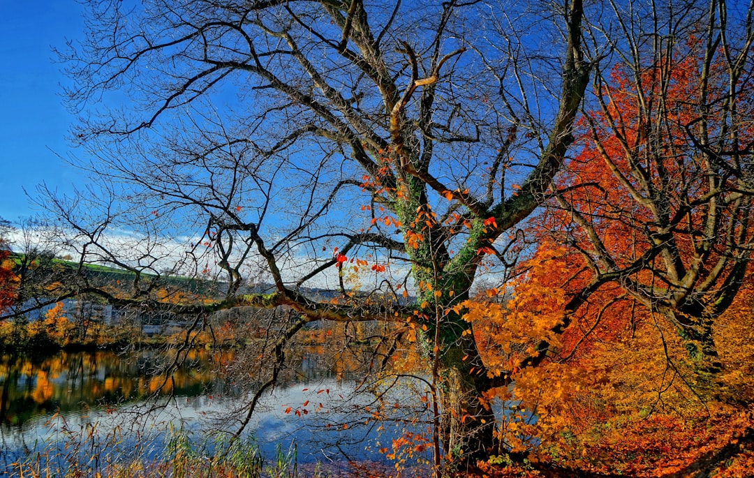 A large tree devoid of its leaves.