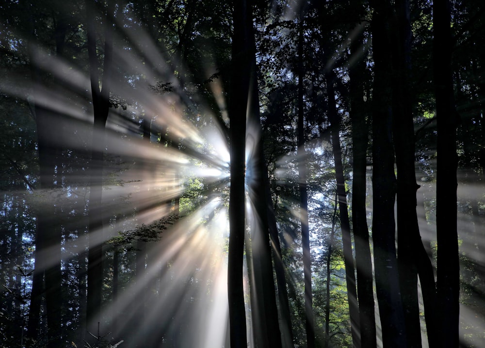 silhouette di alberi con sfondo di raggi di sole