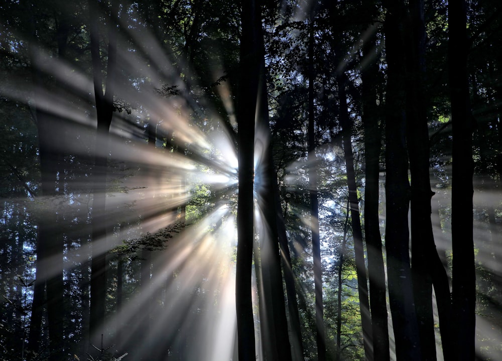 太陽光線の背景に木のシルエット