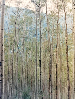 Tall slender trees with light bark stand closely packed together, their canopy forming a lush green overhead. The trunks are straight and uniform, extending upwards towards a bright sky. The spacing and alignment of the trees create a sense of depth, as the forest appears to extend infinitely.