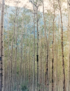 Tall slender trees with light bark stand closely packed together, their canopy forming a lush green overhead. The trunks are straight and uniform, extending upwards towards a bright sky. The spacing and alignment of the trees create a sense of depth, as the forest appears to extend infinitely.