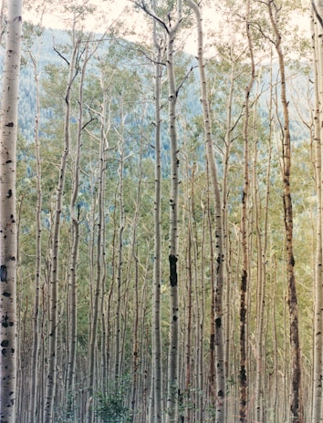 Tall slender trees with light bark stand closely packed together, their canopy forming a lush green overhead. The trunks are straight and uniform, extending upwards towards a bright sky. The spacing and alignment of the trees create a sense of depth, as the forest appears to extend infinitely.