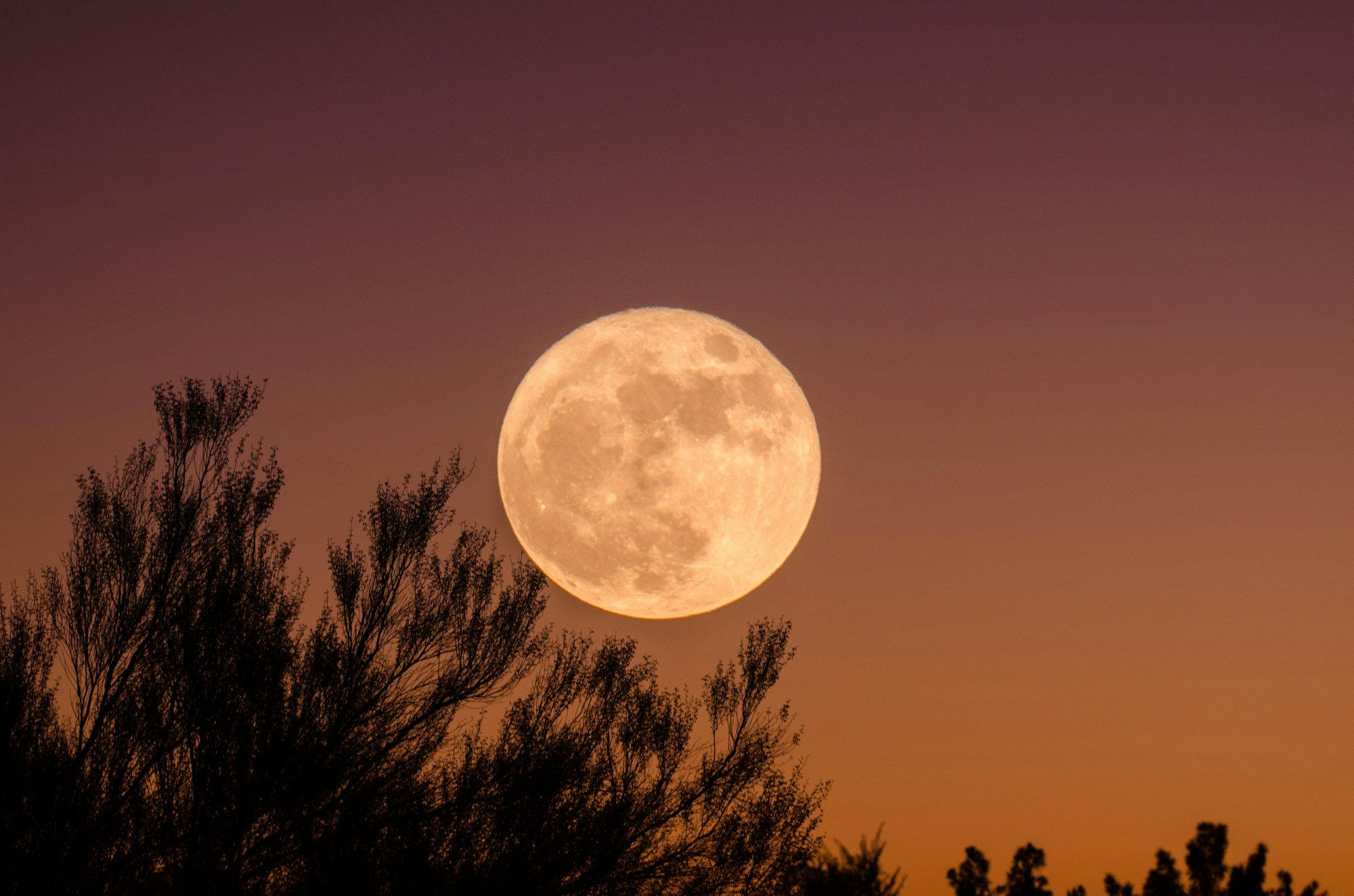 Full moon and branches