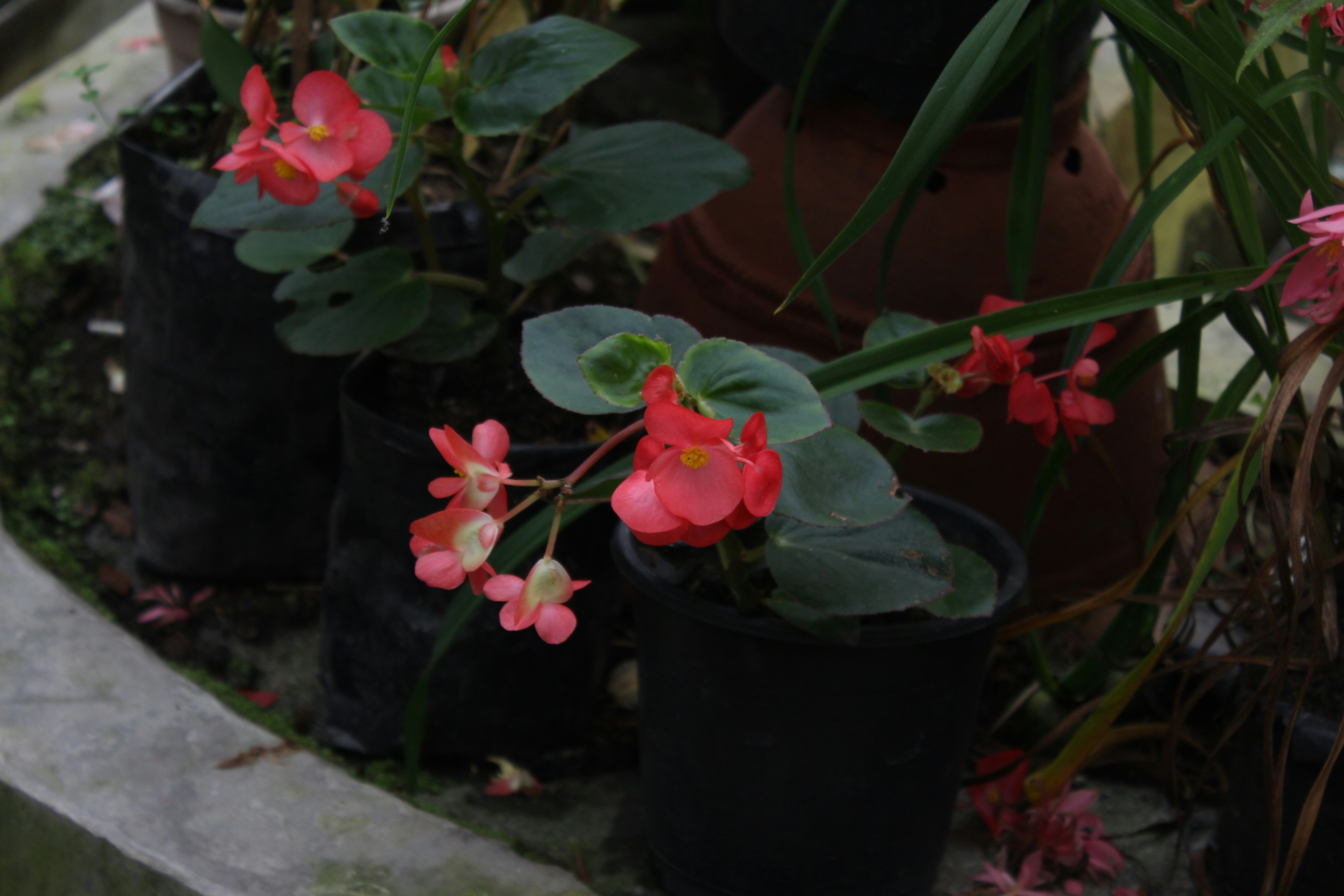 Free Unsplash photo from Rohit Bang