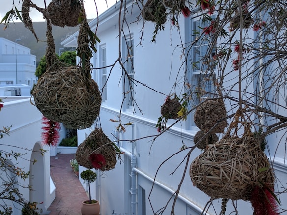 A collection of woven bird nests hangs from thin branches, set against a backdrop of white buildings. The scene includes some red flowers and greenery. The nests have an intricate design and are made of straw-like materials, creating an organic feel within the urban setting.