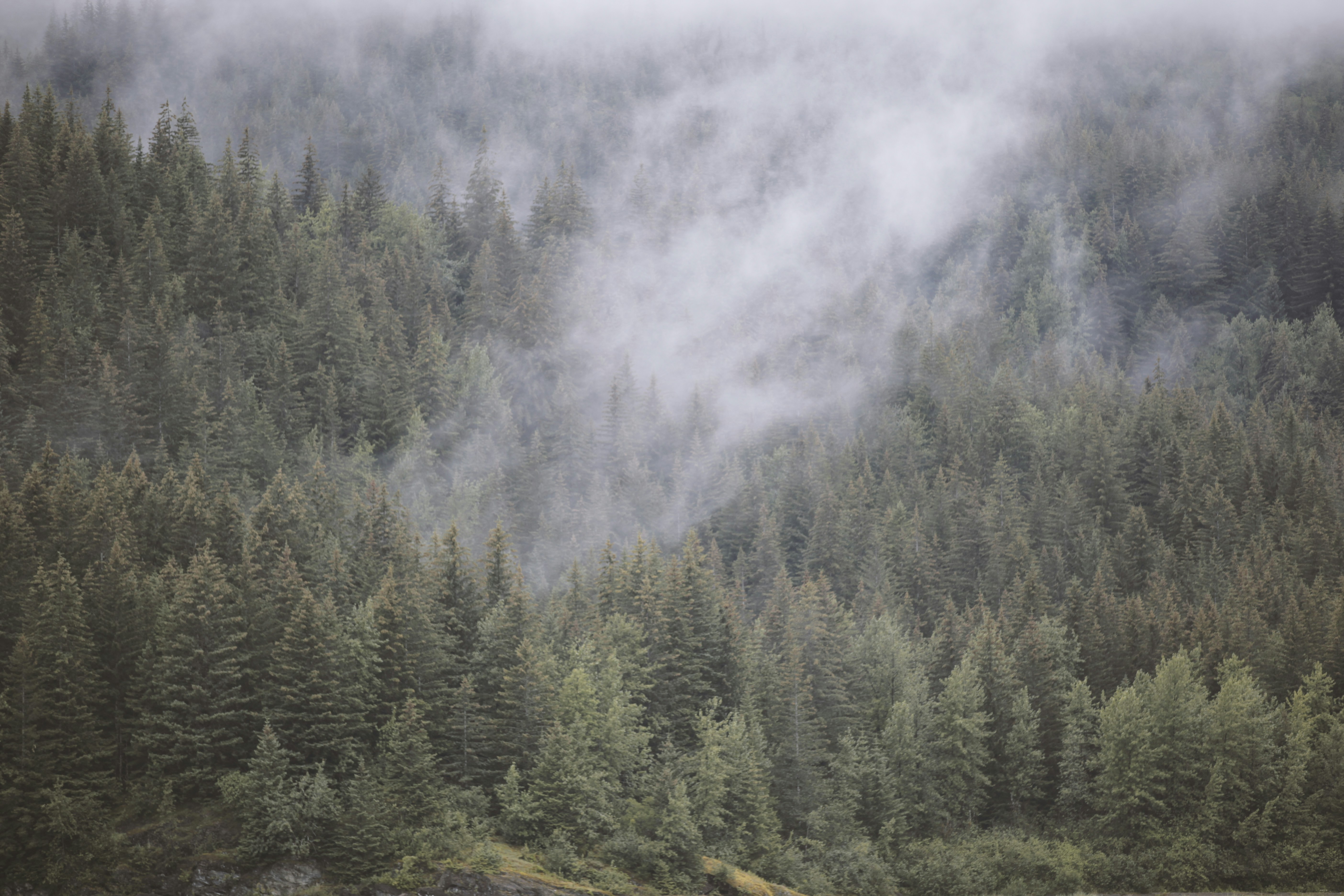 Free Unsplash photo from Wev  Silva