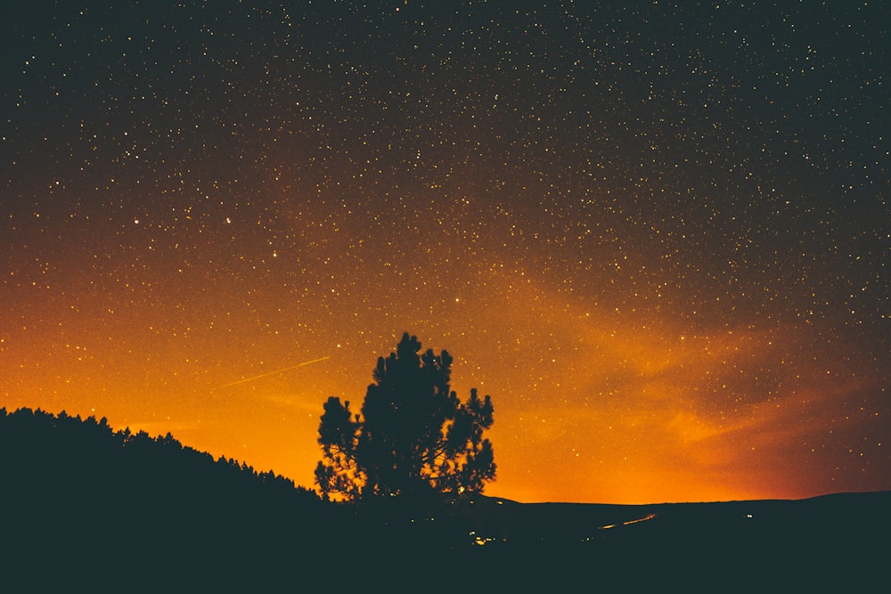 silhouette d’arbre au coucher du soleil