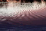 Ripples spreading across a tranquil lake under a pastel sunset sky.