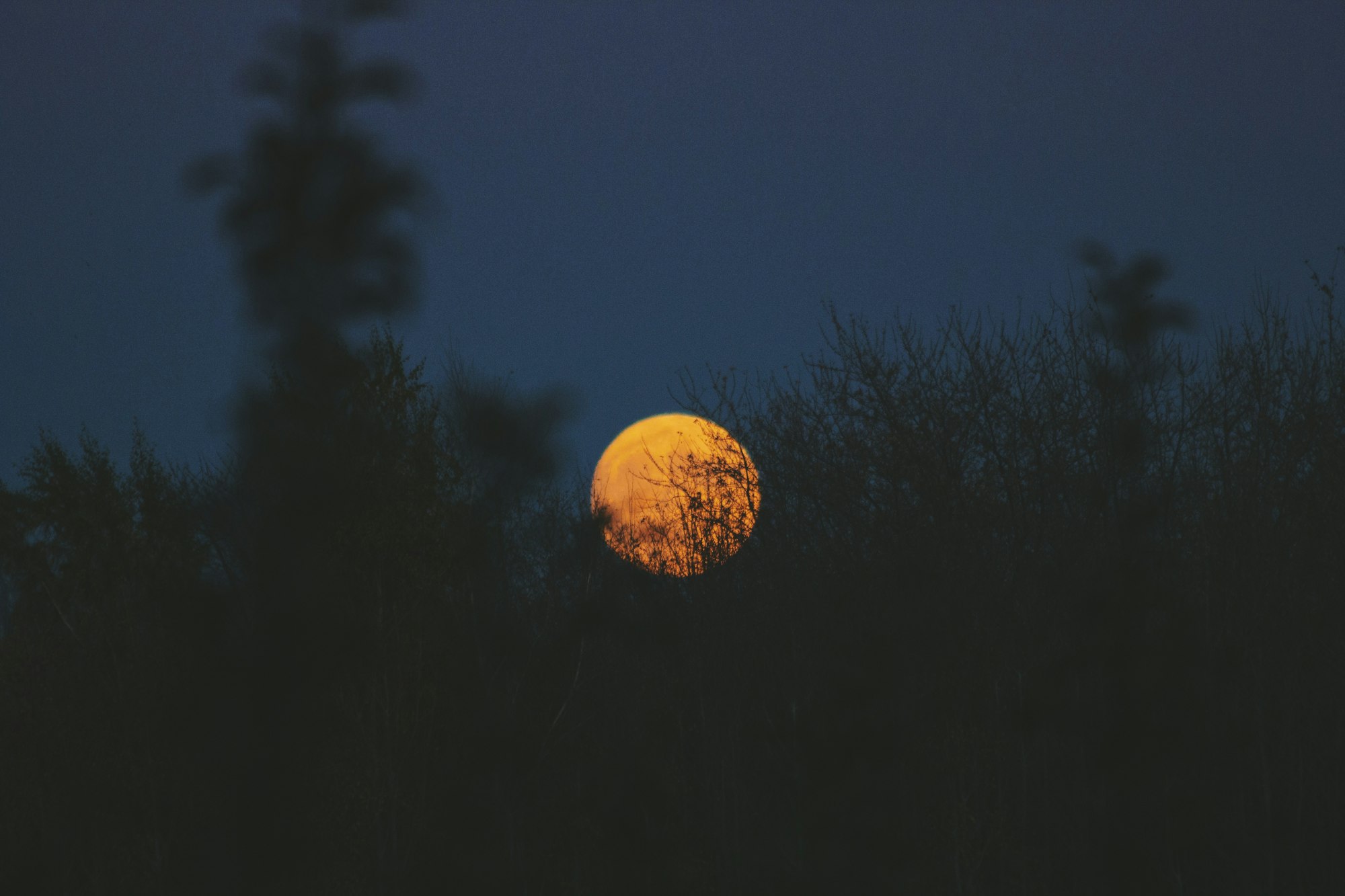 仲夏夜之梦