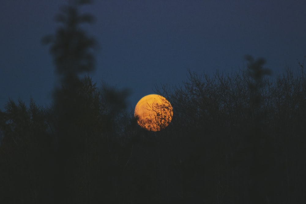 green plants under full moon