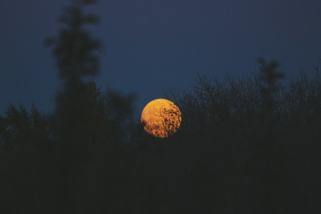 green plants under full moon, Yellow moon through treetops