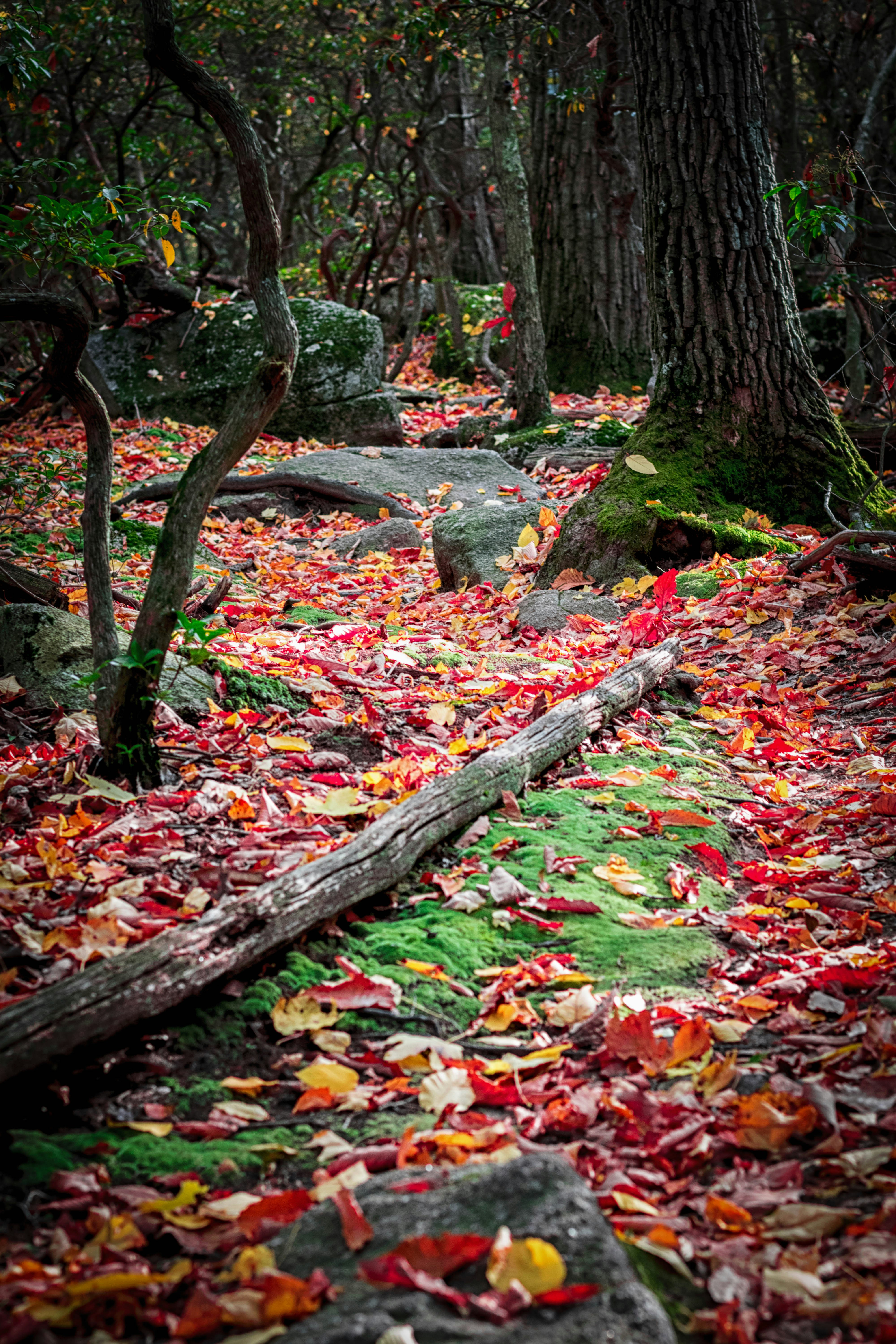 Free Unsplash photo from aaron mannes