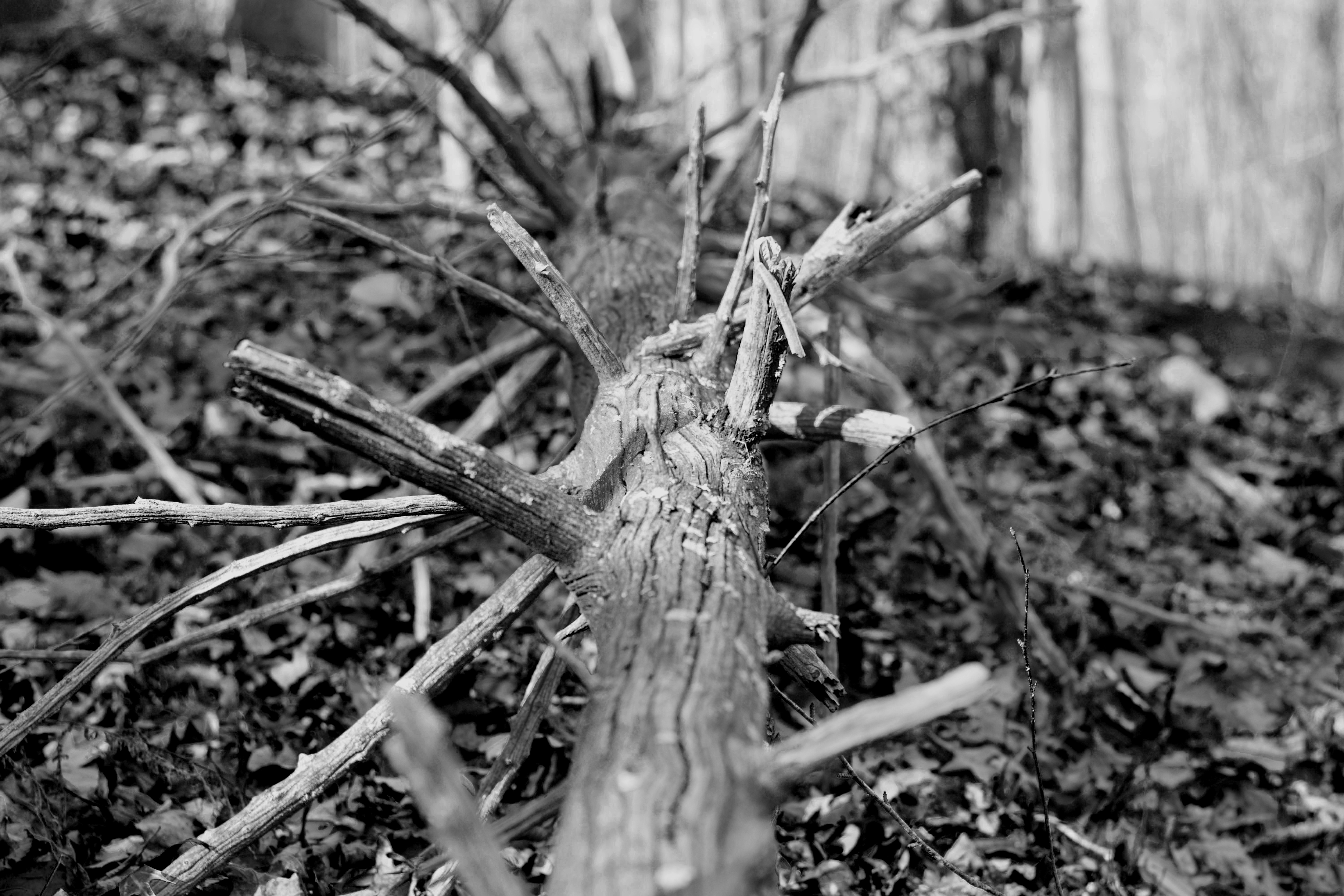 Free Unsplash photo from aaron mannes