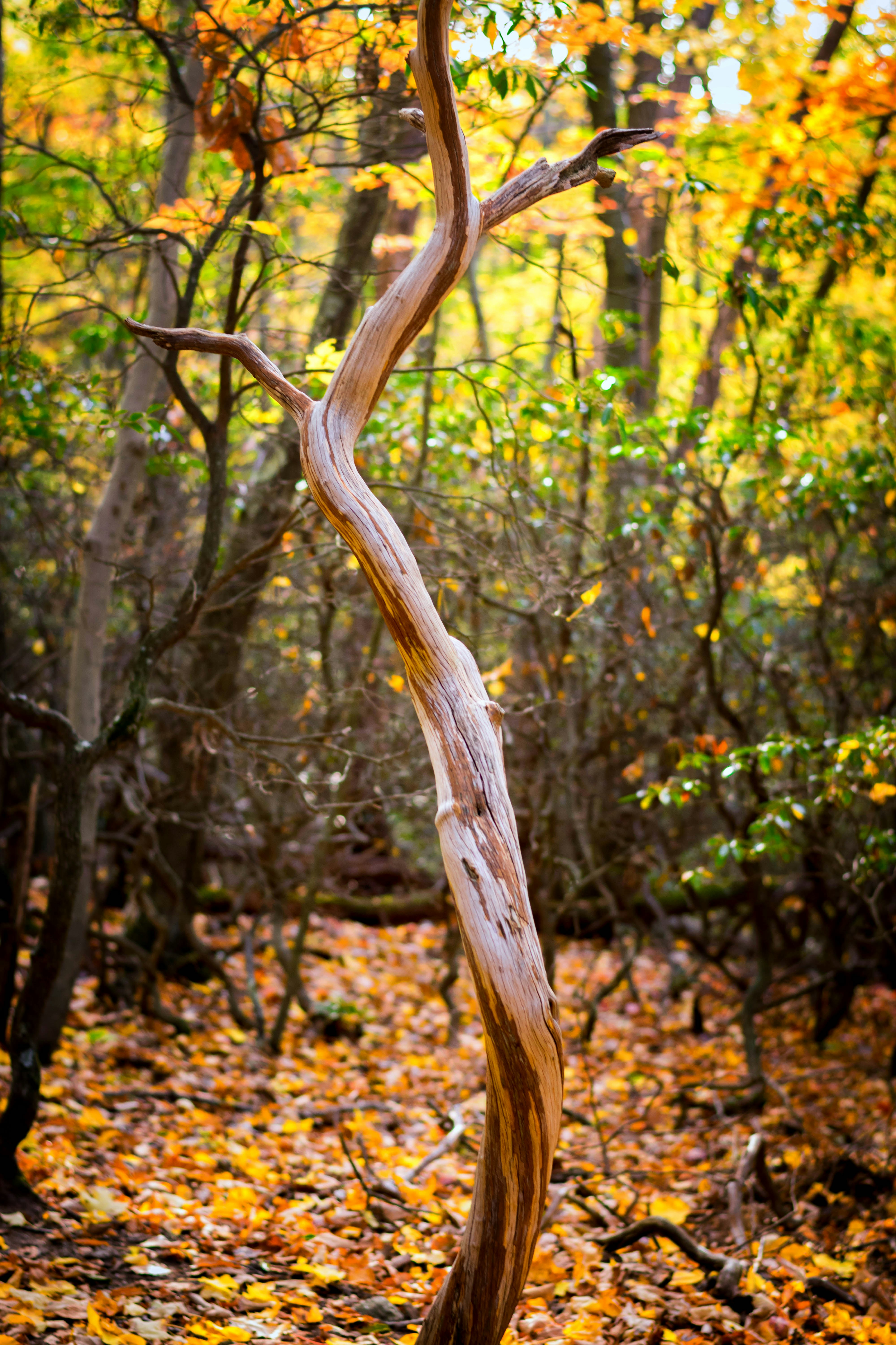 Free Unsplash photo from aaron mannes