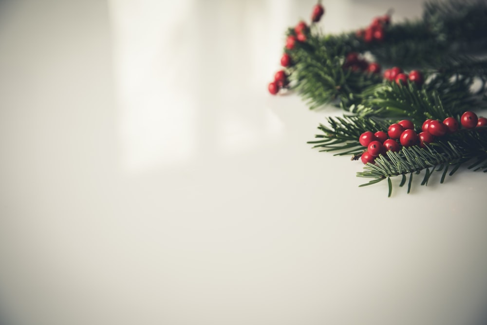 closeup photography of green Christmas tree leaf