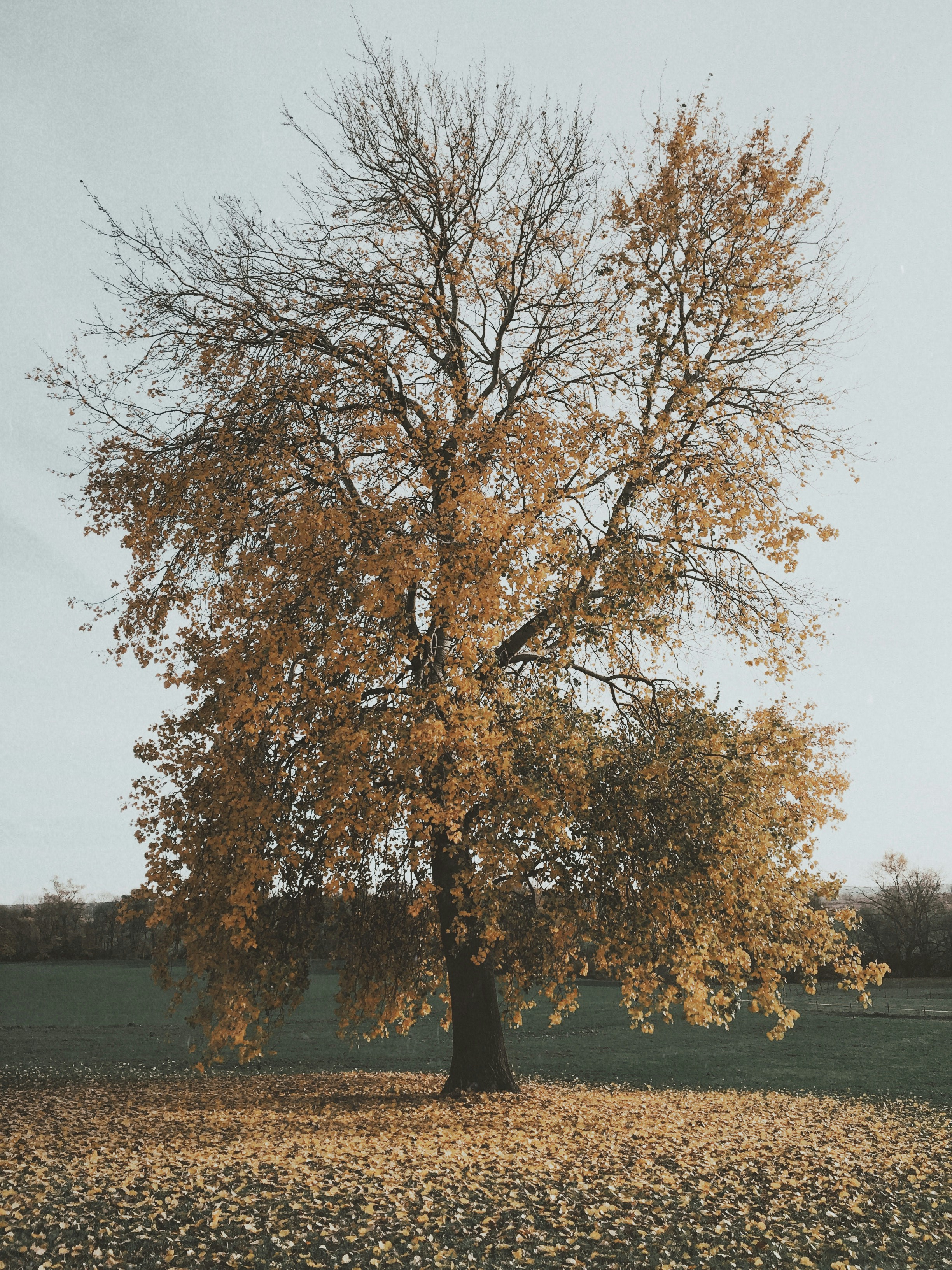 Free Unsplash photo from Thomas Millot