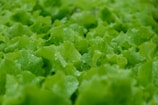 Close-up of healthy lettuce leaves growing in nutrient-rich water solution.