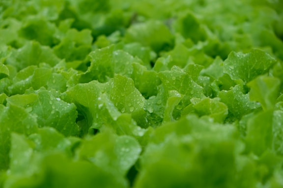 Close-up of fresh green lettuce leaves glistening with morning dew inside a polyhouse.