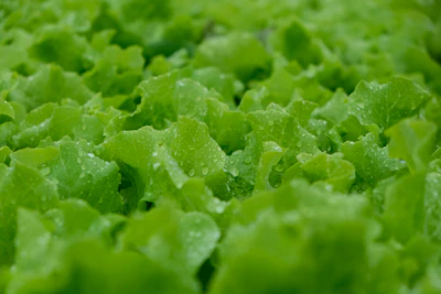 Close-up of vibrant green gourmet lettuce leaves glistening with morning dew.