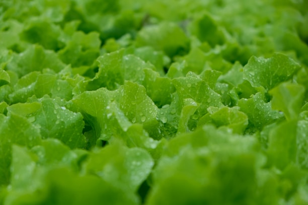 Close-up of fresh green lettuce leaves grown hydroponically in a home setup.