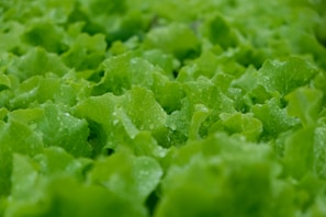 Close-up of healthy lettuce leaves growing in nutrient-rich water solution.