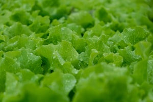 Organic Kale