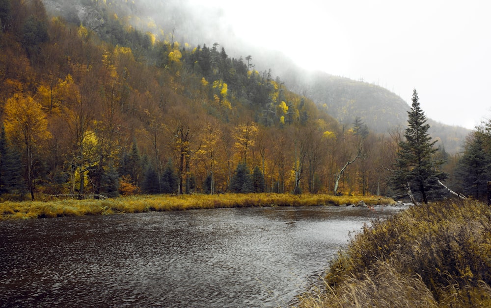 green and brown trees beside river during daytime