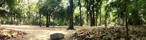 A serene forest clearing with tall, dense trees surrounding an open area covered in dry leaves and soil. Sunlight filters through the canopy, casting a gentle glow on the forest floor. A small rock is noticeable in the foreground, enhancing the natural setting.