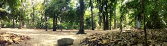 A serene forest clearing with tall, dense trees surrounding an open area covered in dry leaves and soil. Sunlight filters through the canopy, casting a gentle glow on the forest floor. A small rock is noticeable in the foreground, enhancing the natural setting.