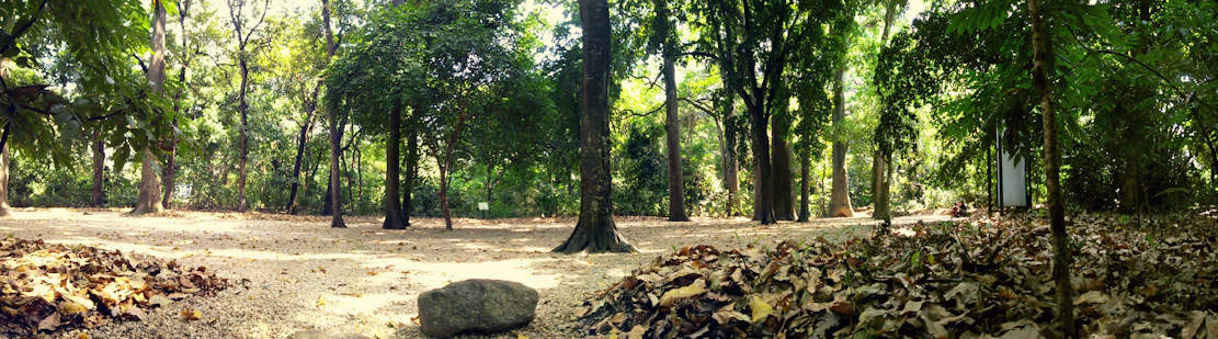 A serene forest clearing with ancient stone symbols softly glowing under a twilight sky.