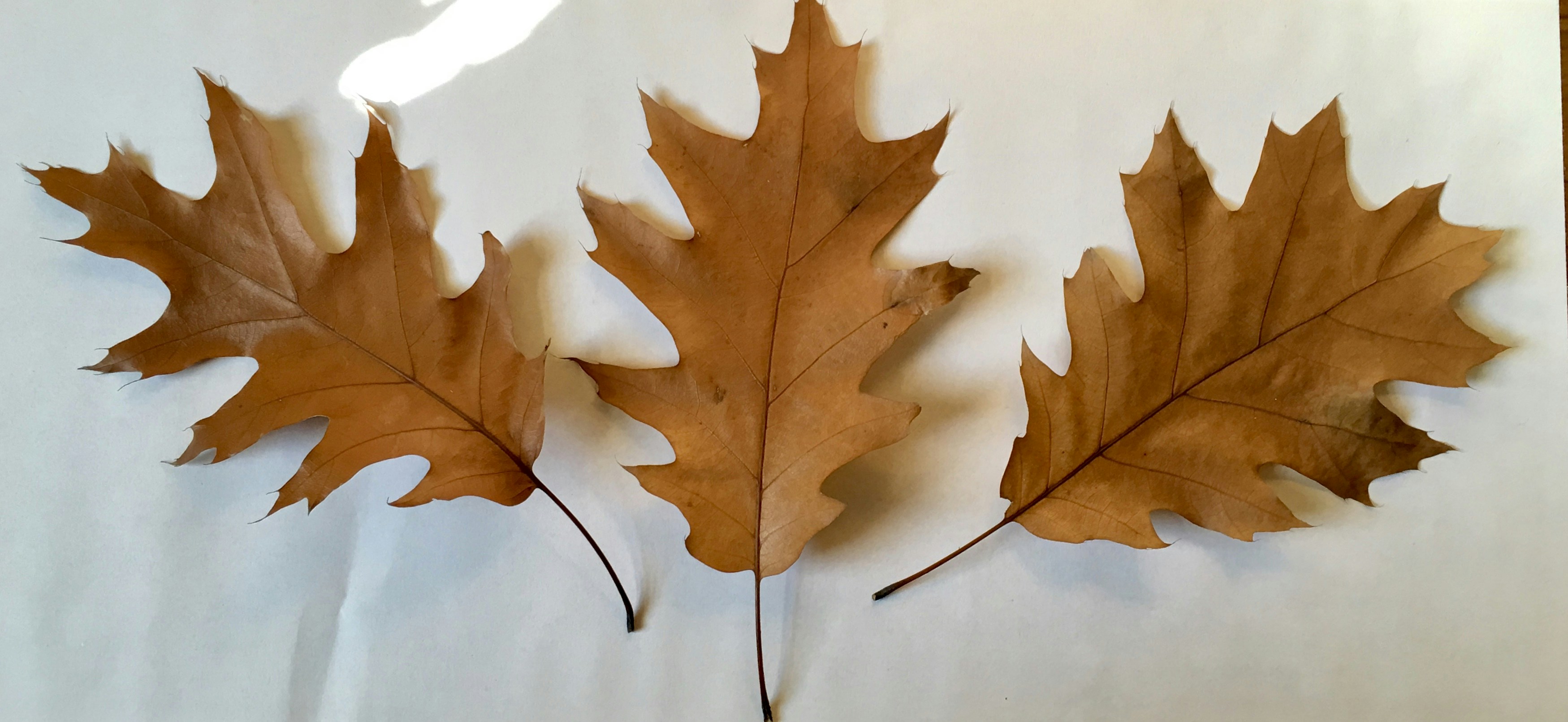 Осенние листья арт. Кленовый лист из дерева. Листья клена и платана. Листик похожий на кленовый. На что похож кленовый лист.