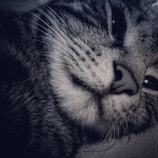 A close-up of a cat's face exhibiting fine whiskers and soft fur detail. The feline appears to be resting calmly with its eyes partially closed.