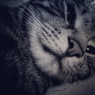 A close-up of a cat's face exhibiting fine whiskers and soft fur detail. The feline appears to be resting calmly with its eyes partially closed.