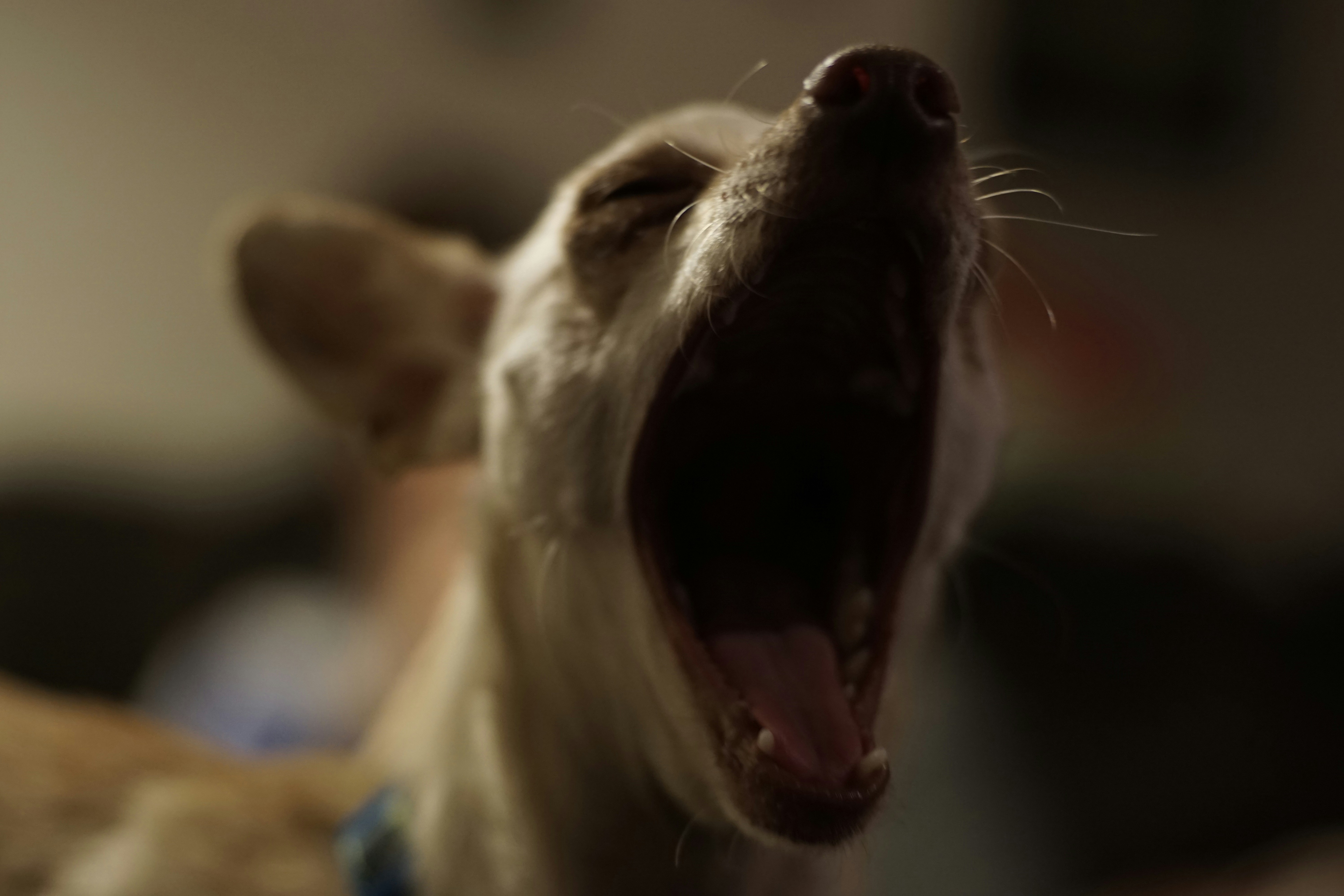 Free Unsplash photo from Erich Haubrich