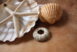 Various seashells and a starfish are arranged on a wooden surface. The collection includes a sea urchin shell, fan-shaped and conical shells, creating a natural, coastal display.