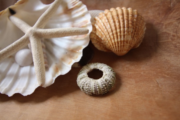 Various seashells and a starfish are arranged on a wooden surface. The collection includes a sea urchin shell, fan-shaped and conical shells, creating a natural, coastal display.