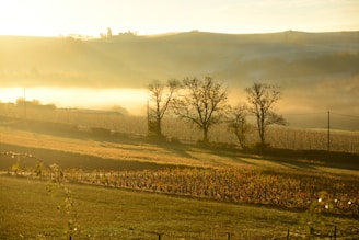 A serene farm landscape at sunrise with rows of crops and grazing livestock under a clear sky.
