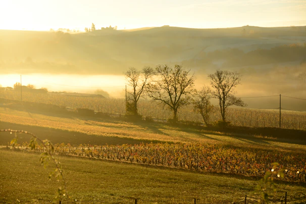 A serene Indian farm landscape at sunrise with lush green fields and farmers gently harvesting crops.