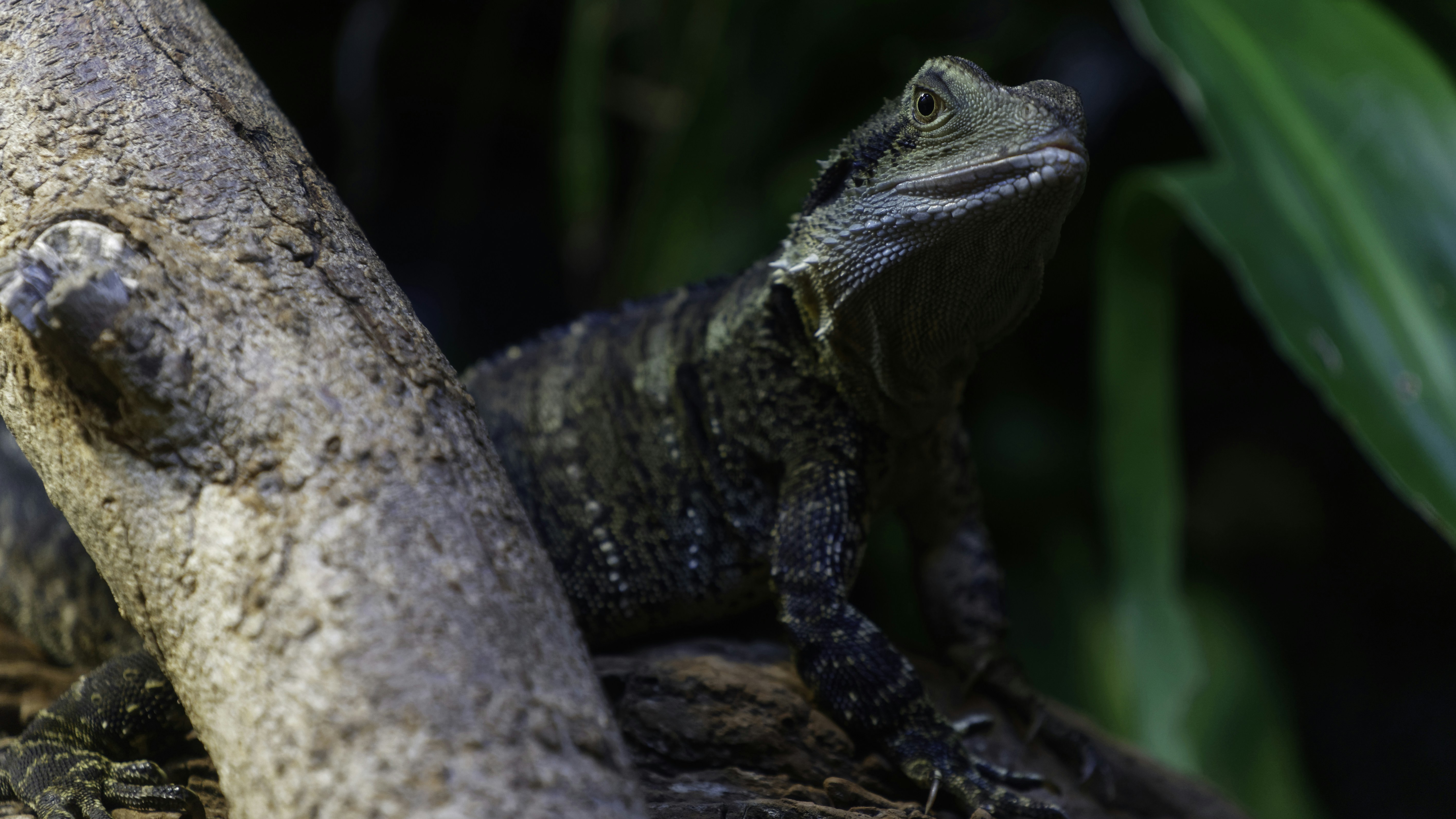 Free Unsplash photo from Emmanuel Mbala