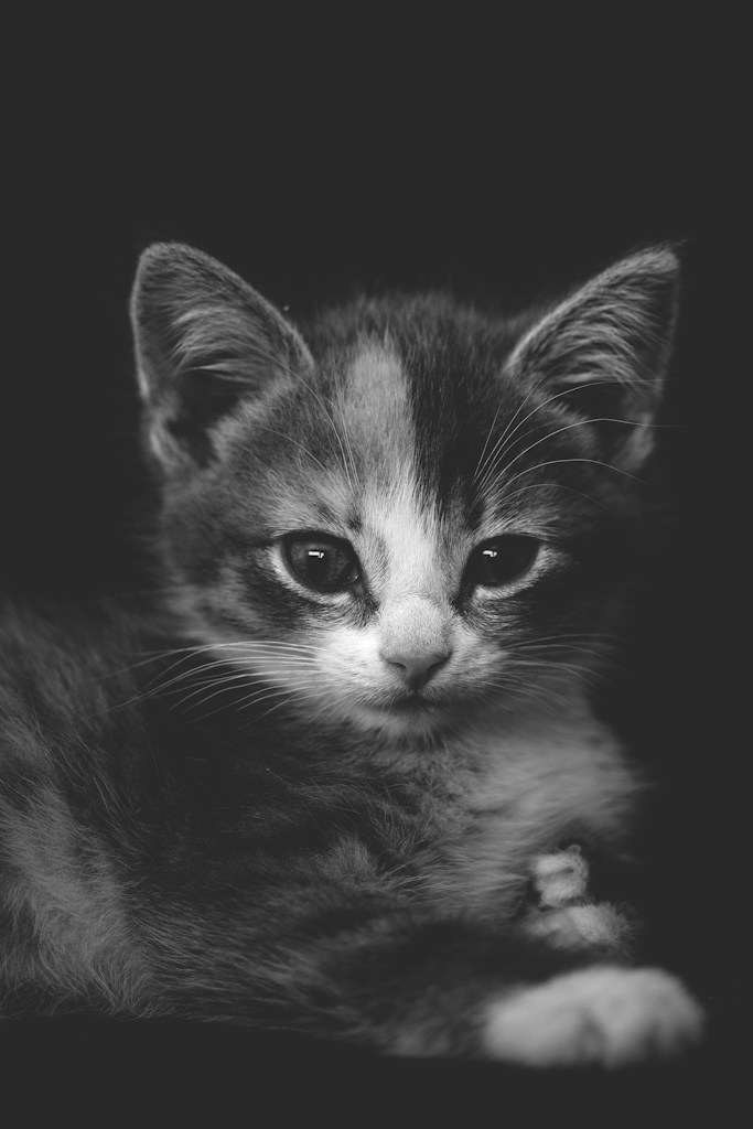 Кошеня — профіль 3