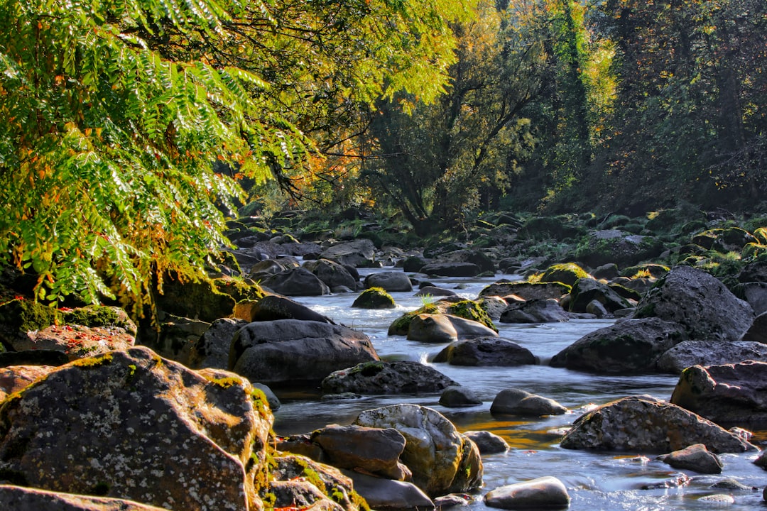 river between trees during daytime