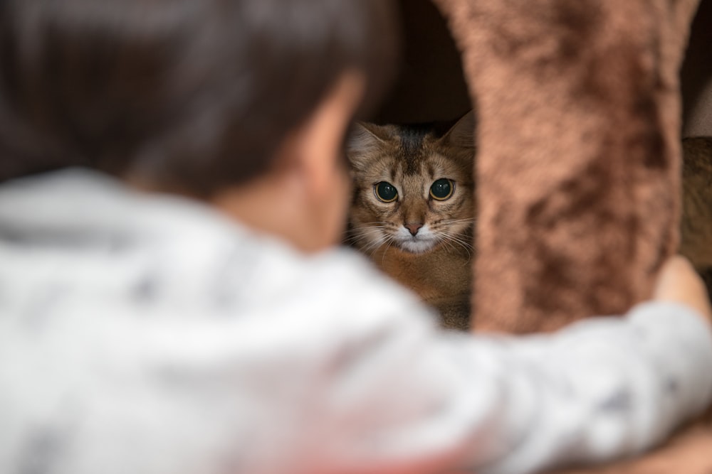 grey cat beside child