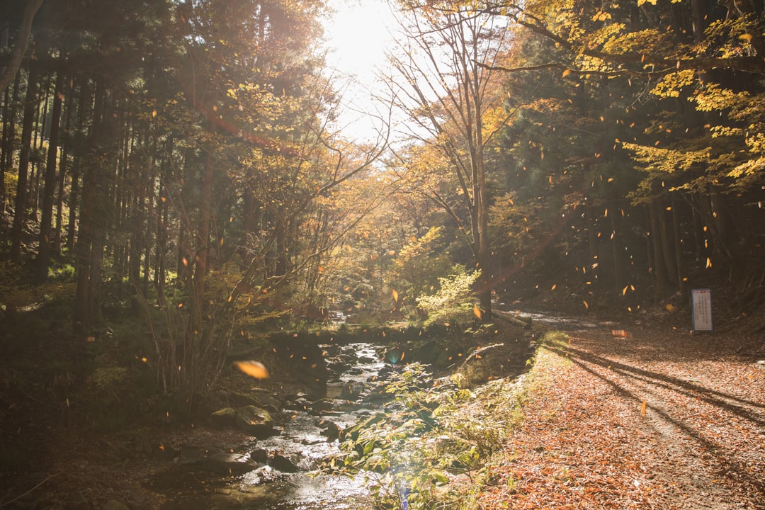 river beside trees