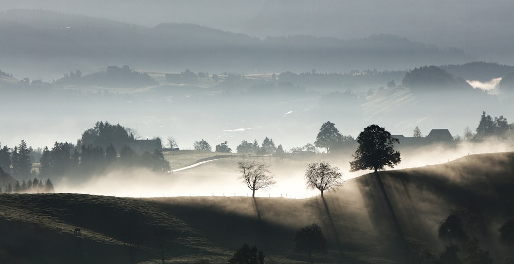 panoramic photography of fog forest