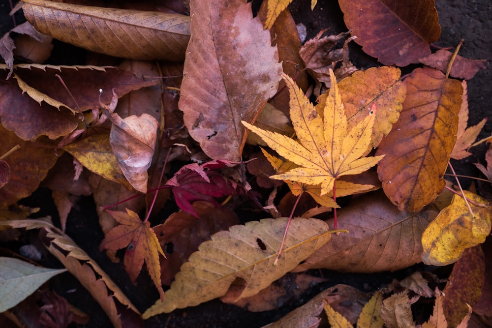 brown dried leaves