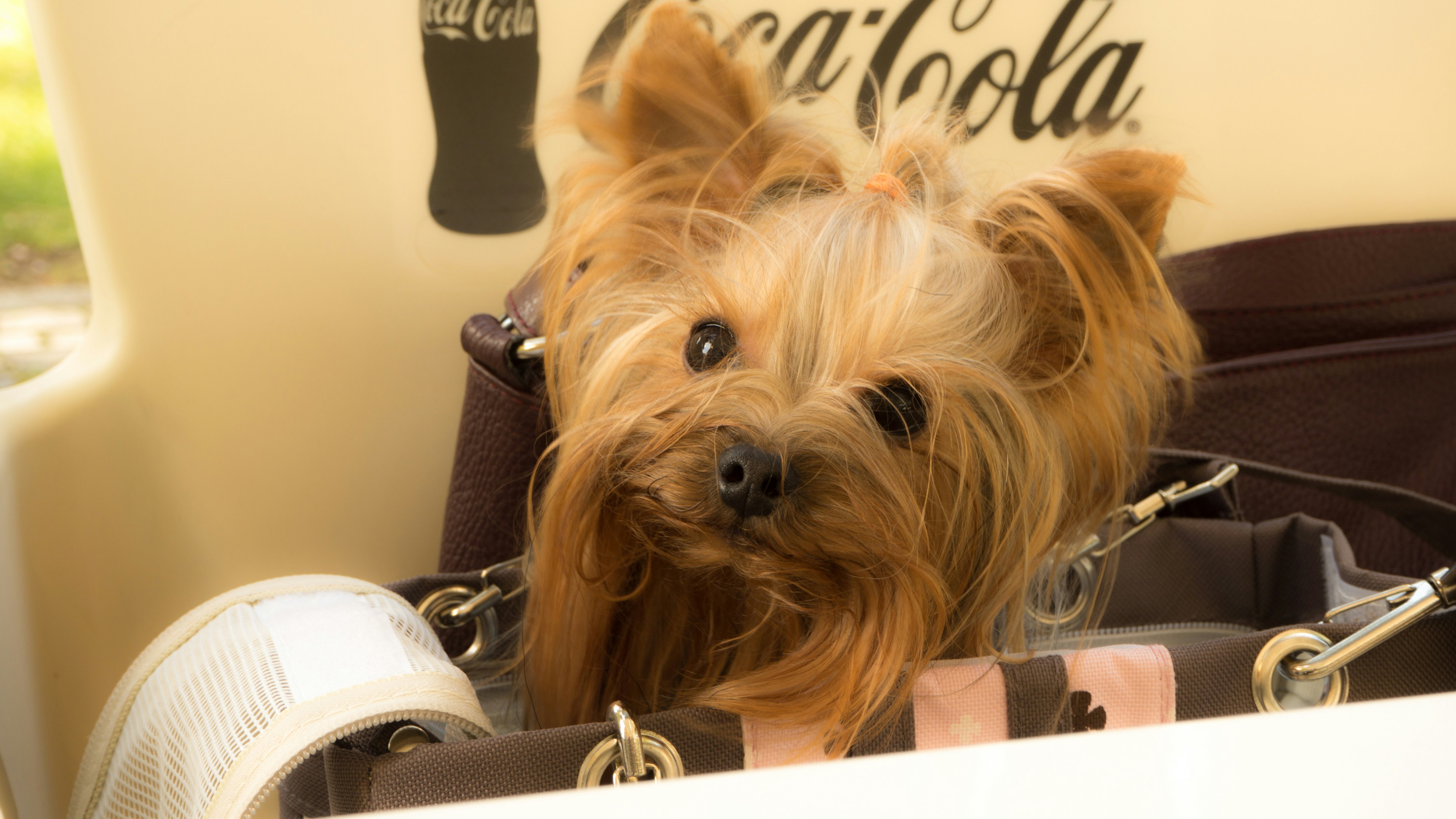 Free Unsplash photo from Vitalie Volontir