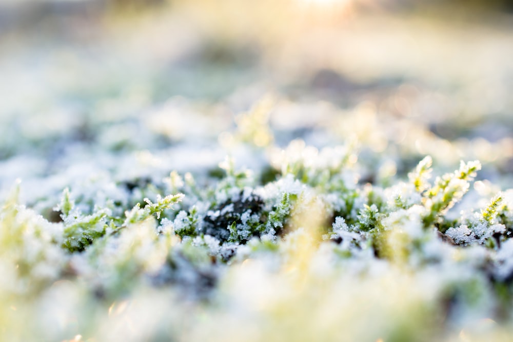 雪が積もった緑の芝生のセレクティブフォーカス撮影