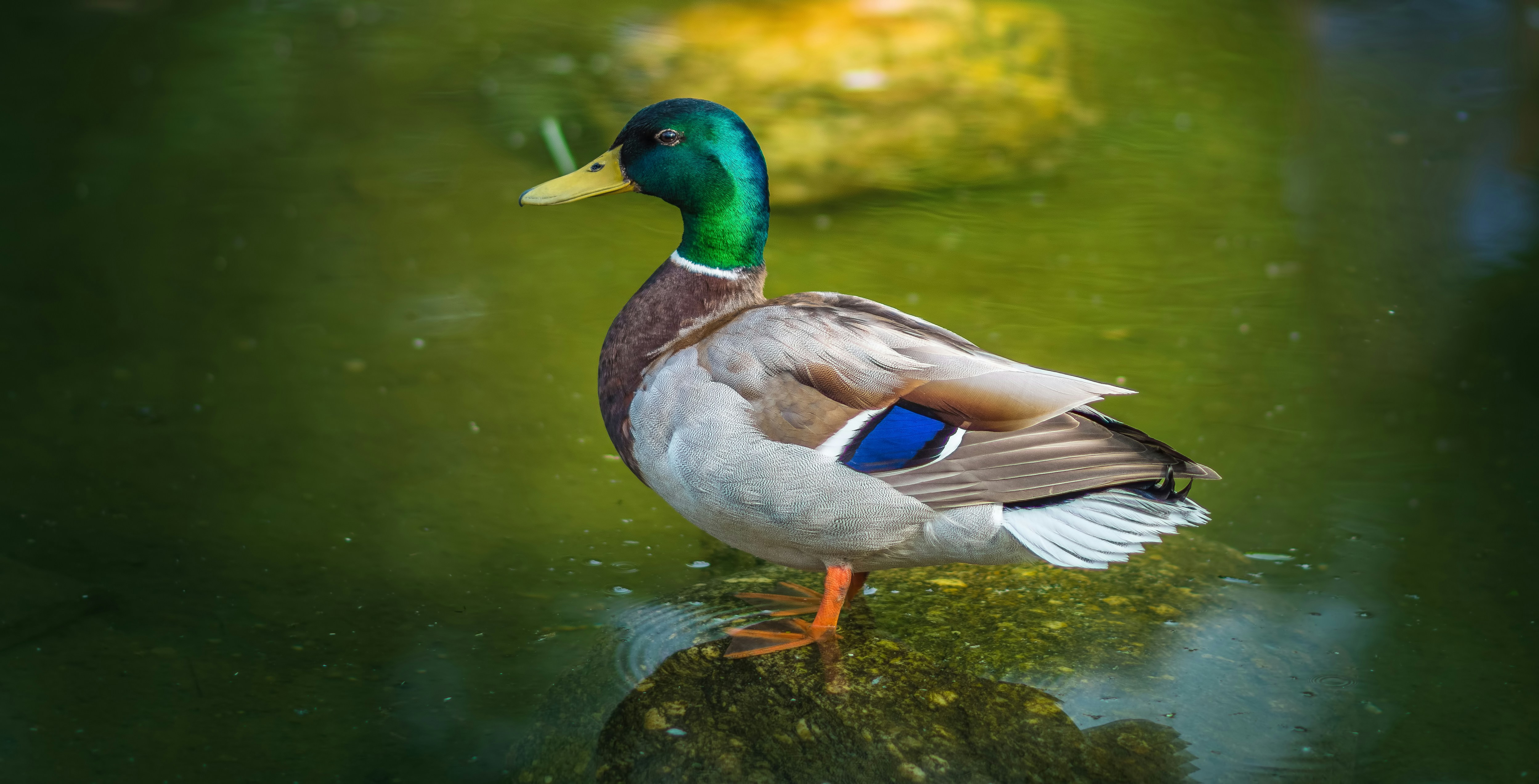 Free Unsplash photo from Alex Blăjan