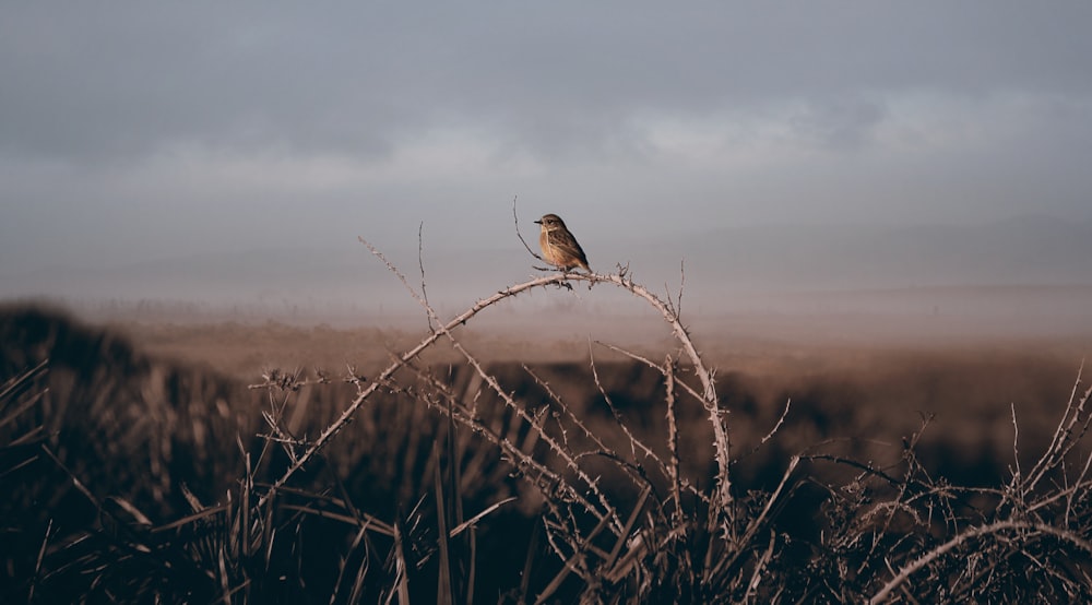 brown bird perched on brown plant during daytime