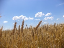 Golden wheat stalks sway gently under a bright blue sky dotted with fluffy white clouds. The sunlight casts a warm glow over the field, highlighting the textures of the wheat and the vibrancy of the day.